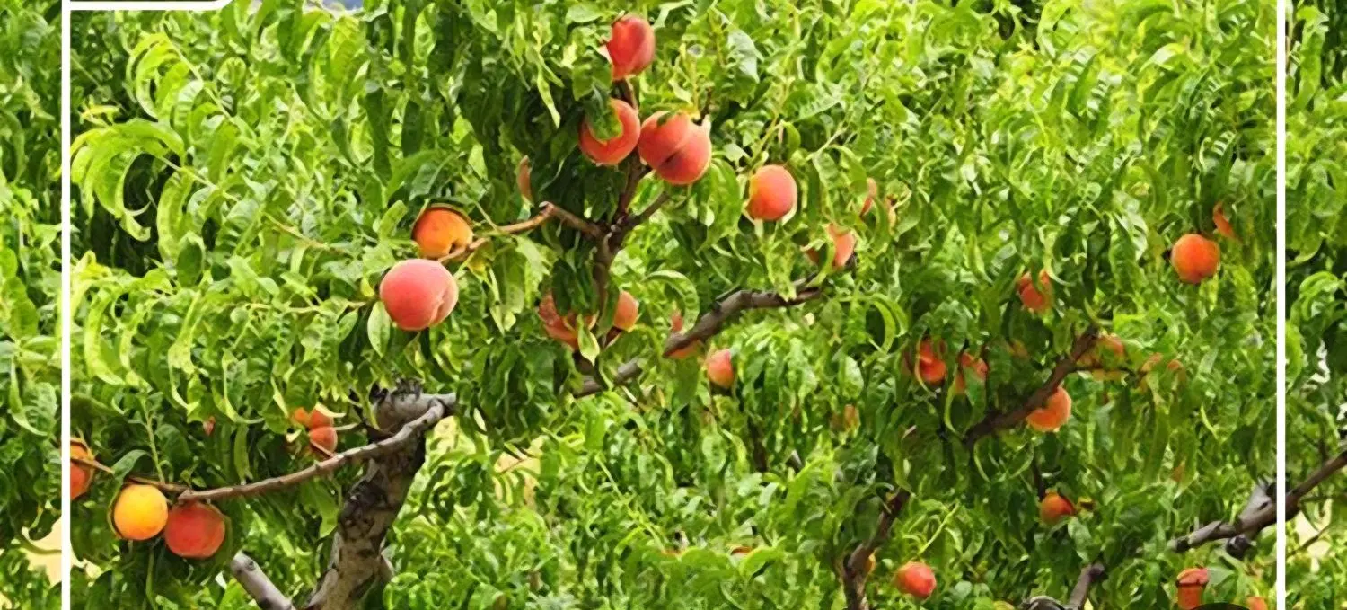 فروش باغ شهری داخل شهر هوره