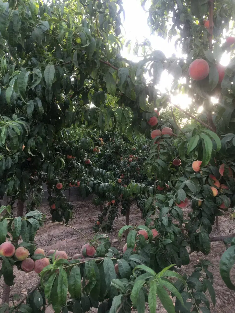 باغ و باغچه