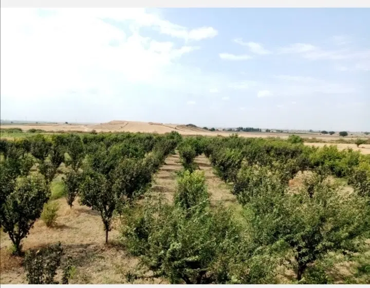باغ یک هکتاری با سند و چاه عمیق