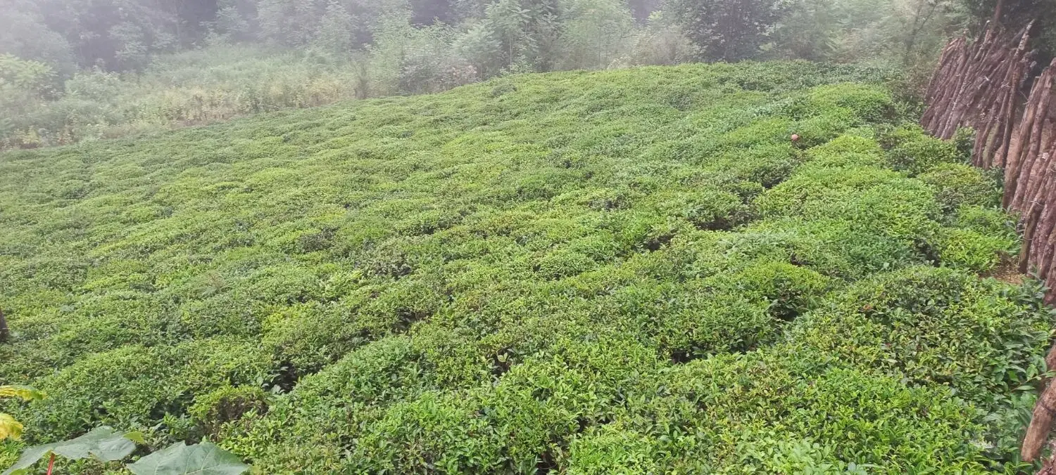 زمین باغی فروشی