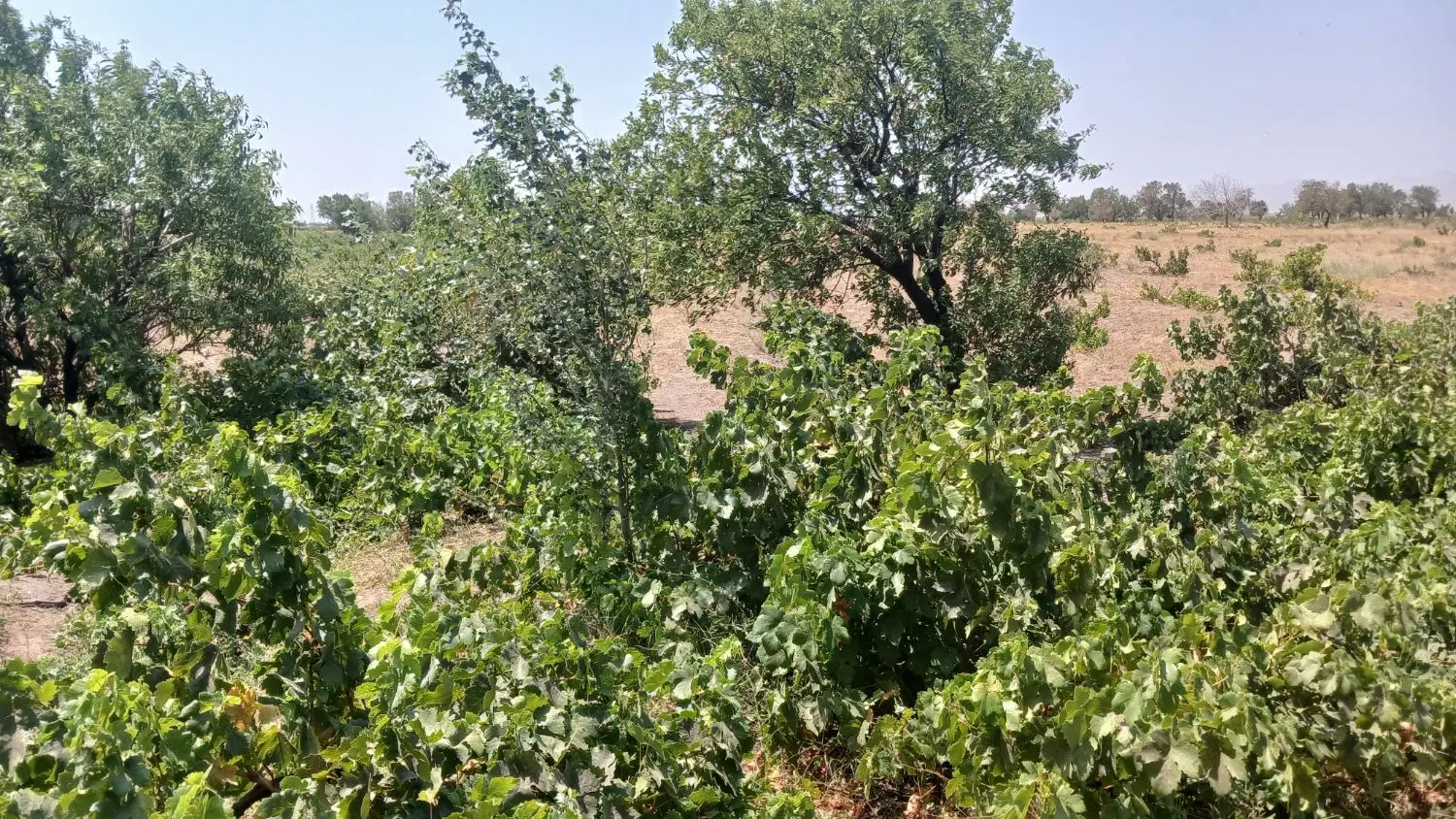 زمین باغ