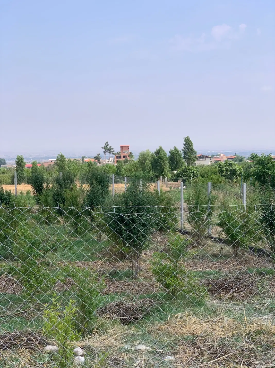 باغ ما بین شموشک بالا و پایین کنار اسفالت