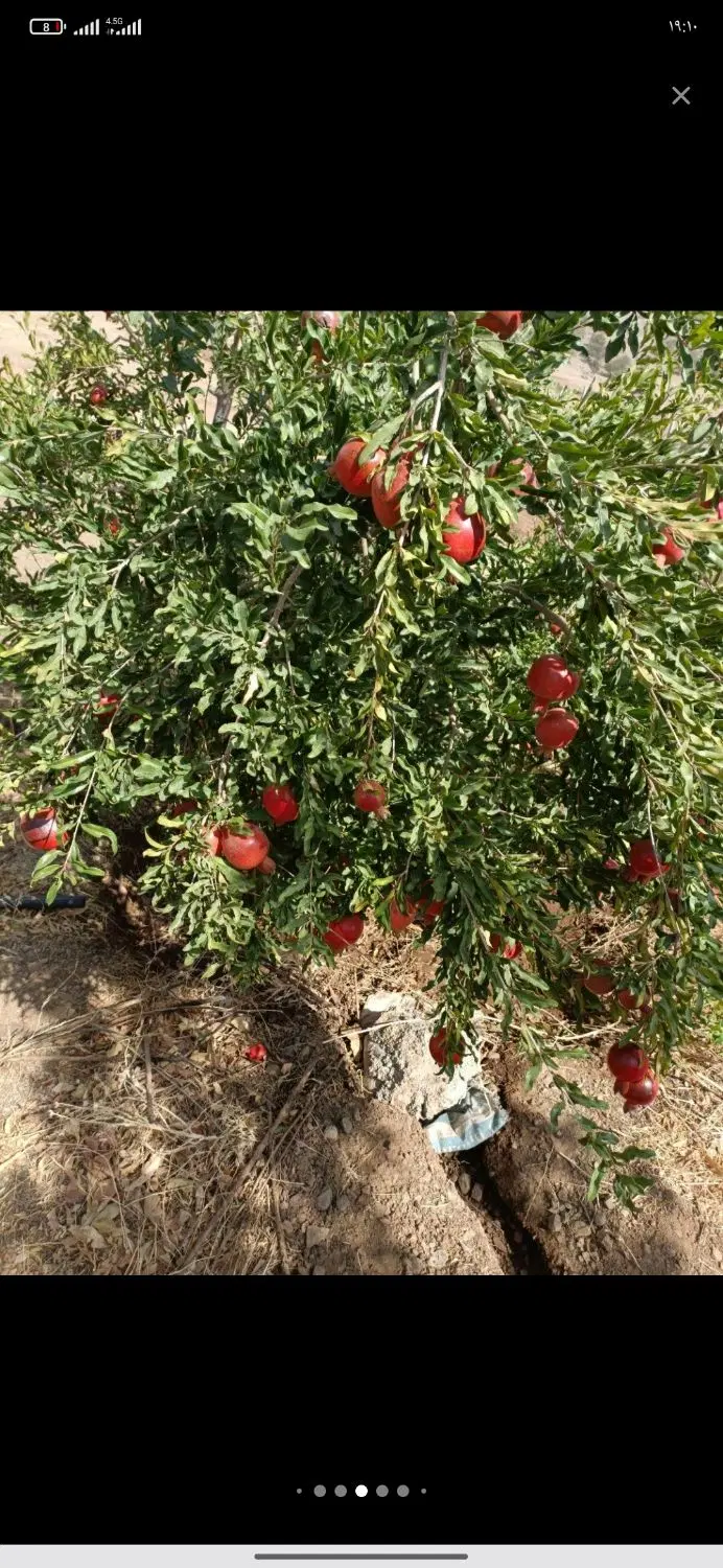 باغ