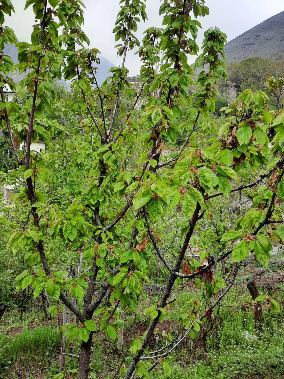 زمین باغ فروشی لواسان