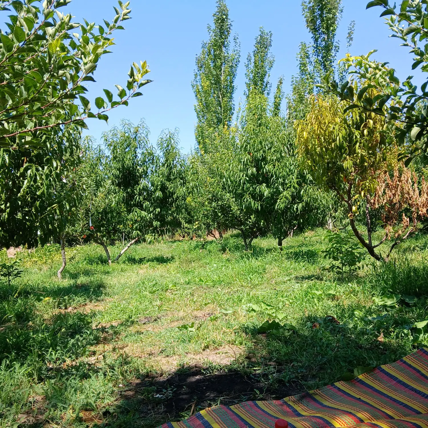 باغچه مسکونی