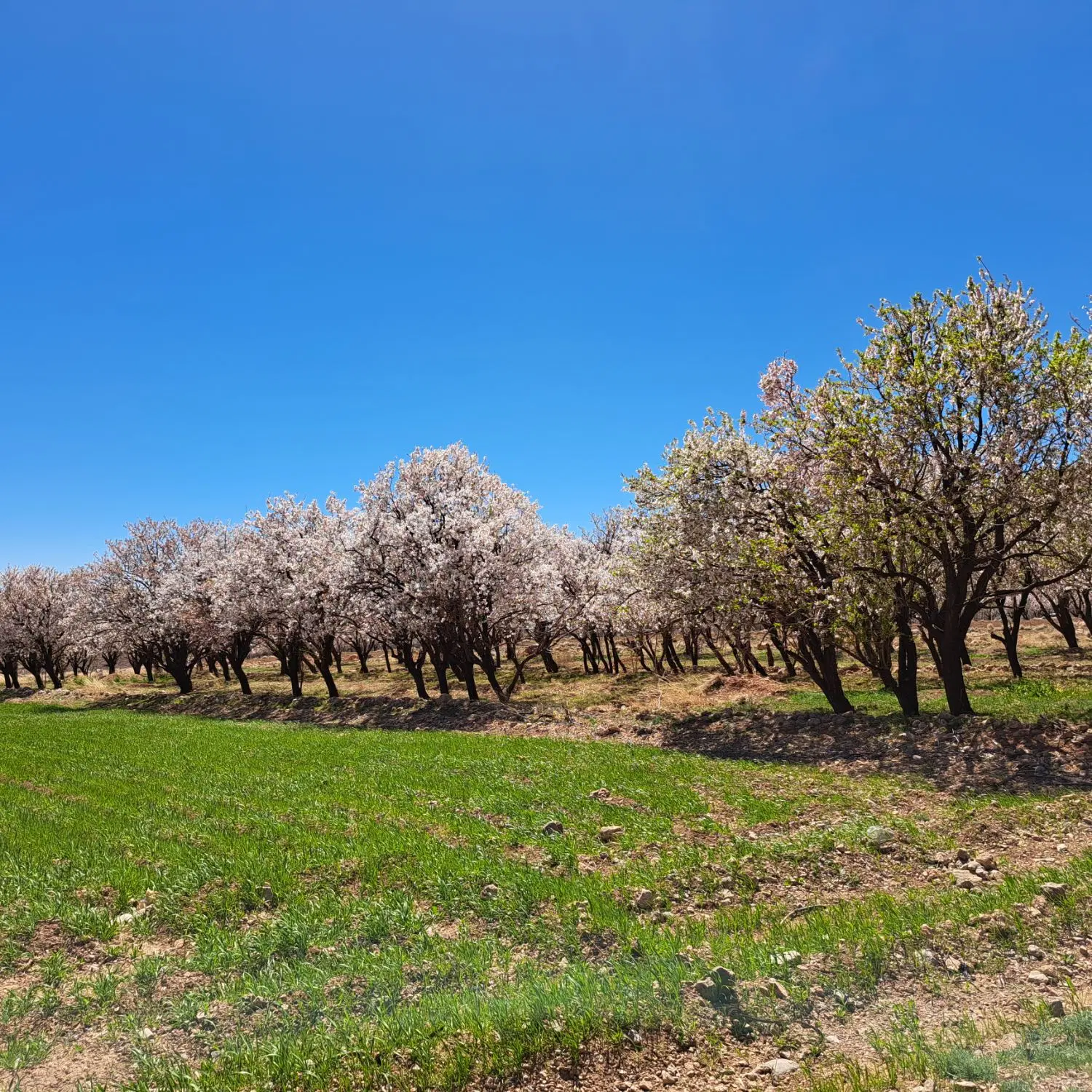 زمین باغی کودیان