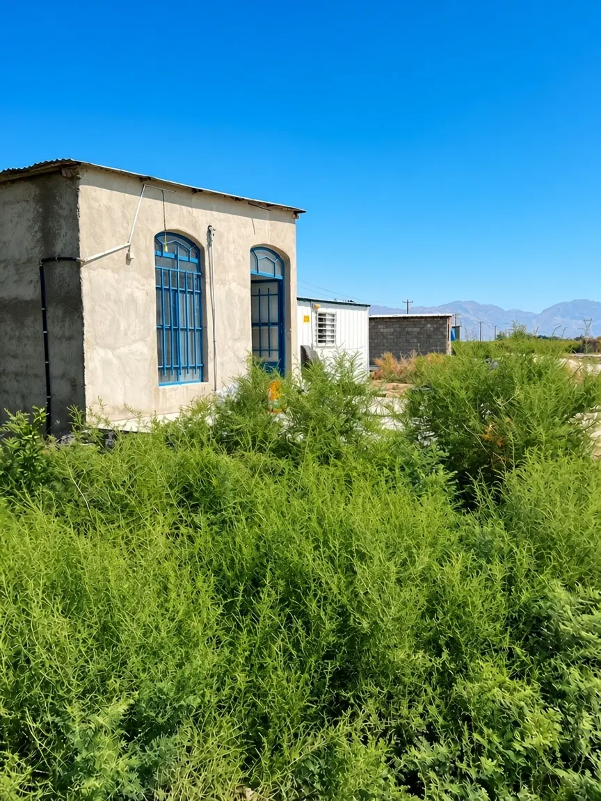 زمین کشاورزی در قلب جلگه جنوب