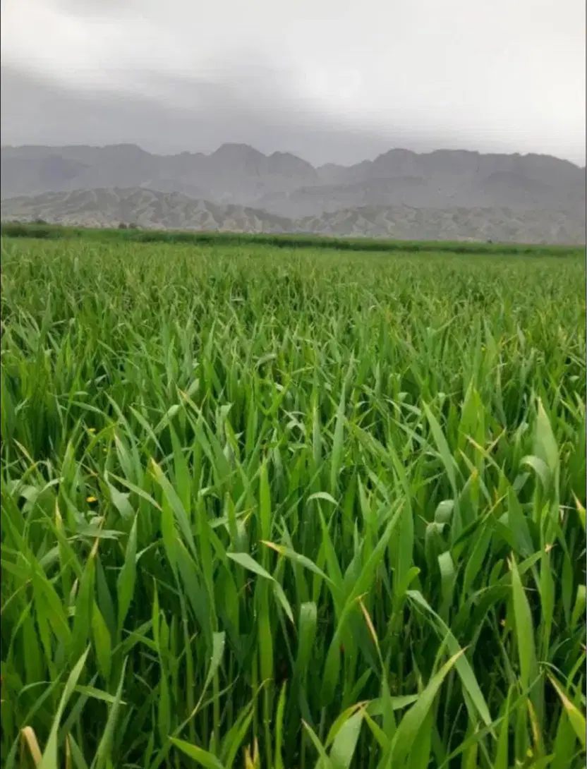 ملک کارخانه تجاری و زمین کشاورزی