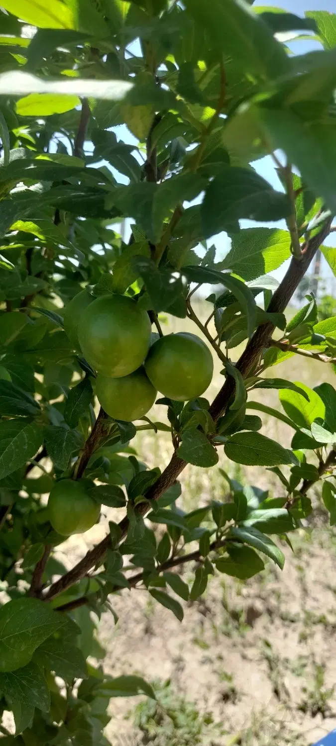 باغچه 250متری