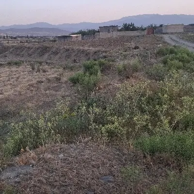 زمین باغی