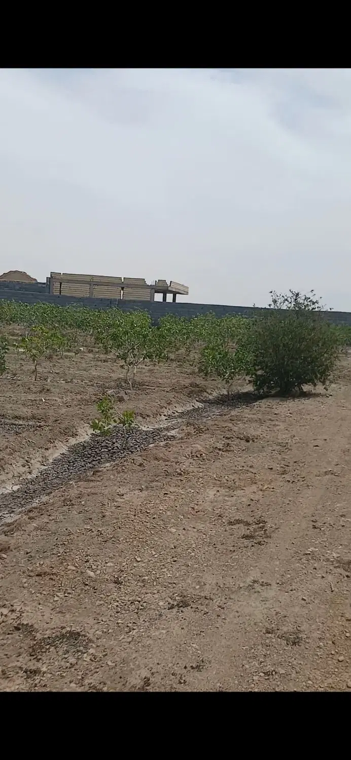 پلاک ۱۰۰۰ متری با اب و برق و سند  درخت ۱۵ ساله