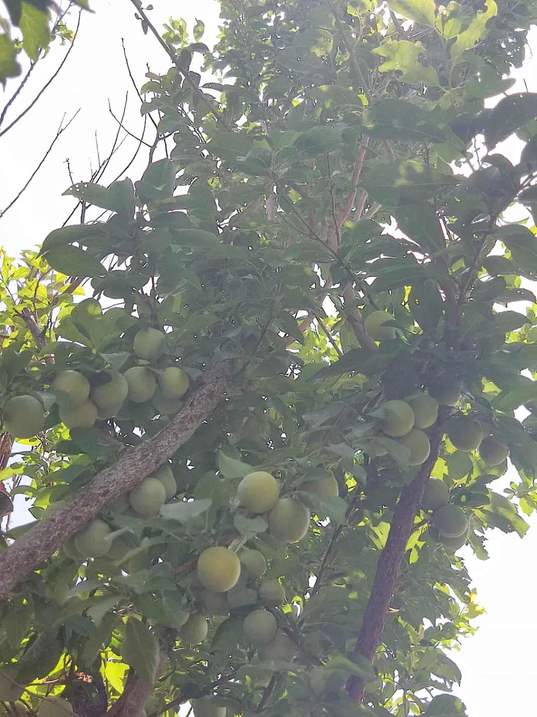 خانه باغ