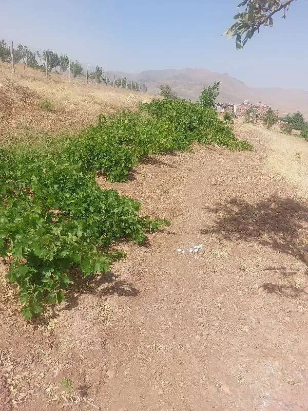 زمین باغ ویلایی