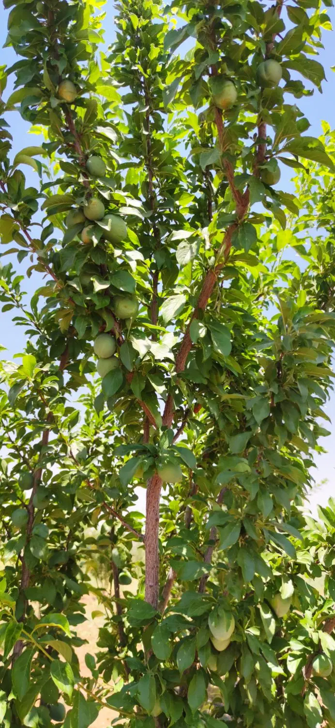 باغچه در منطقه قره چمن