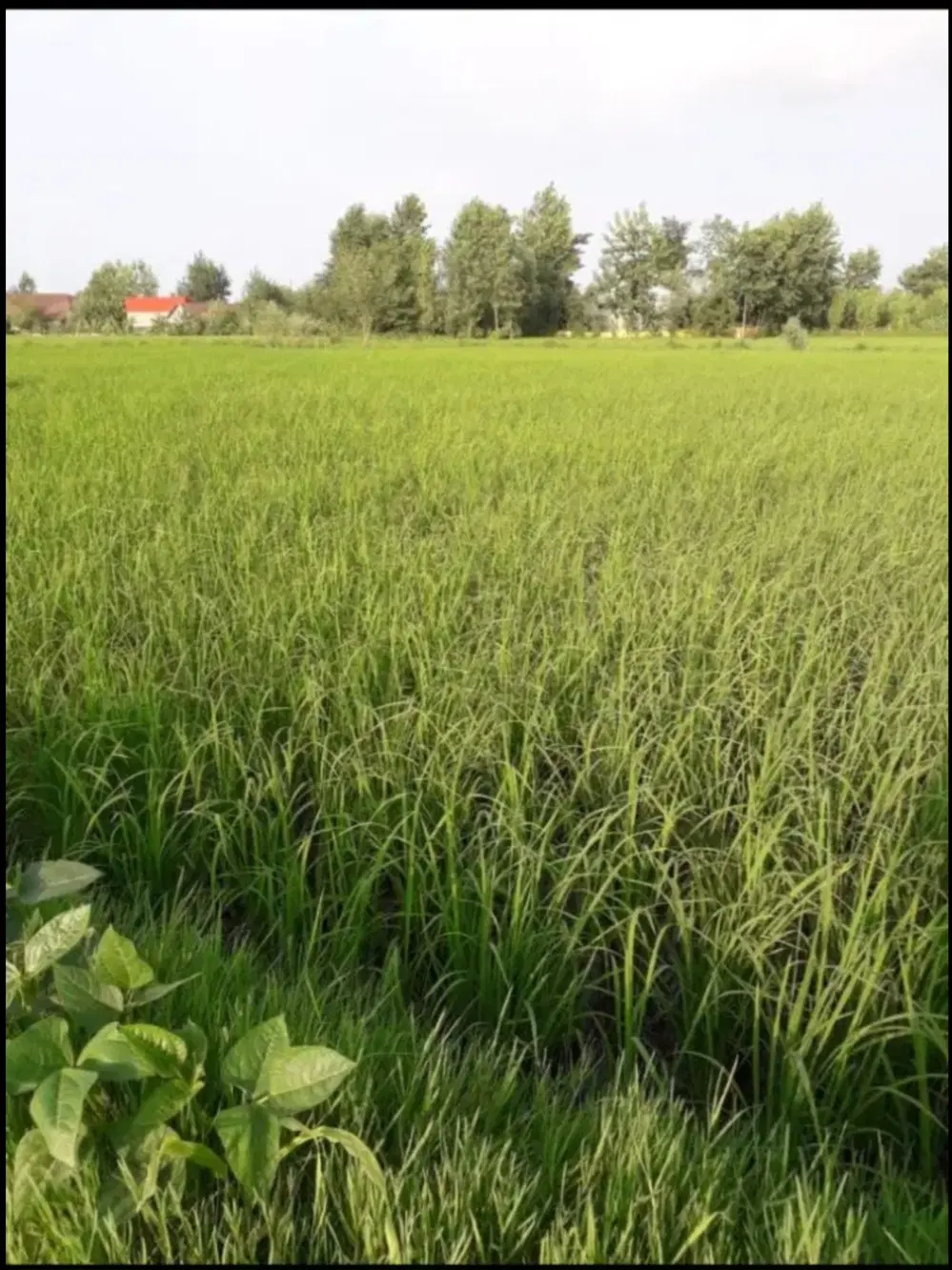 زمین کشاورزی ۱۵۰۰ الی ۲۰۰۰ متر برای فروش