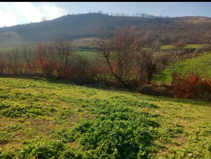 فروش زمین جنگلی توسکستان