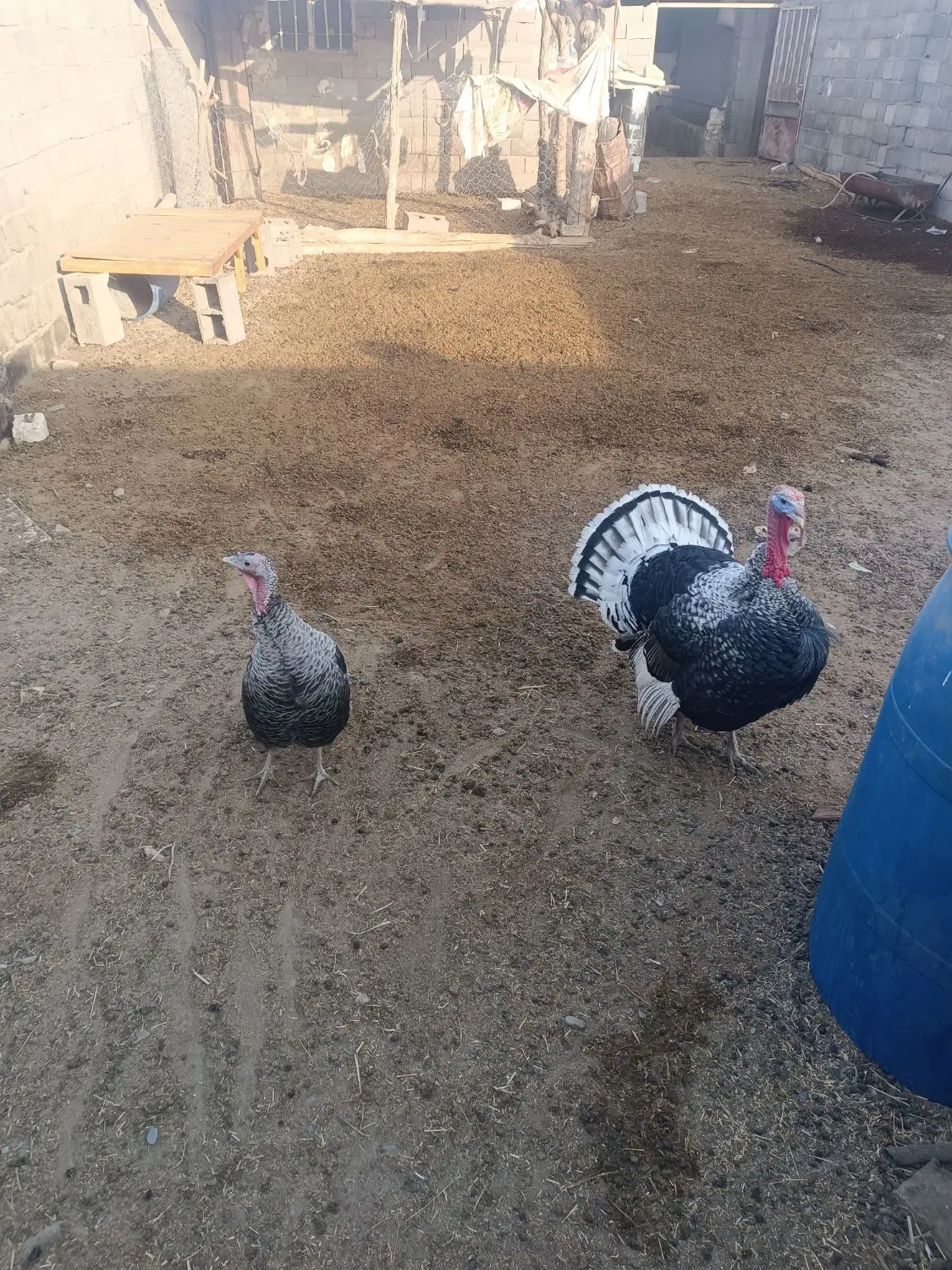 سوله 1000متری دارای برق وآب