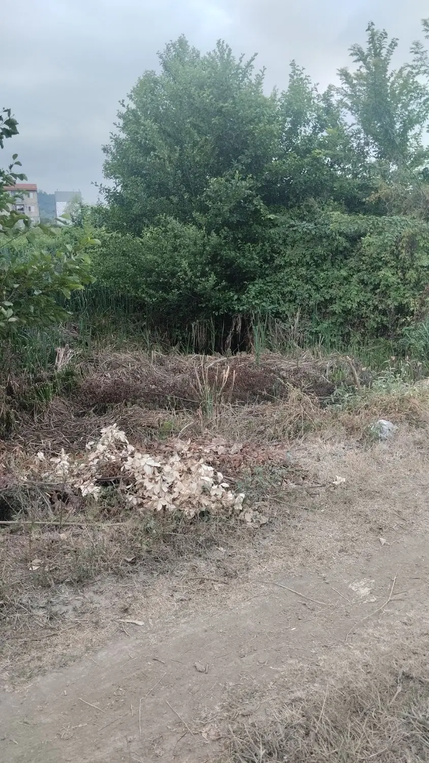 زمین مسکونی املش سرچور