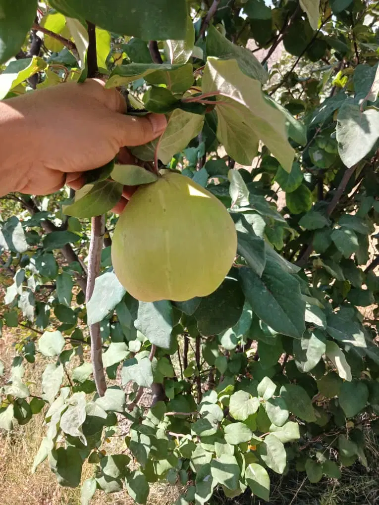 فروش باغ