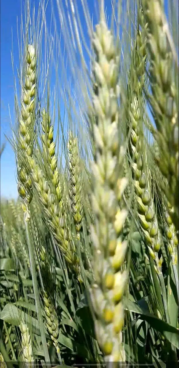 20هکتار برای اجاره(معاوضه با گندم)