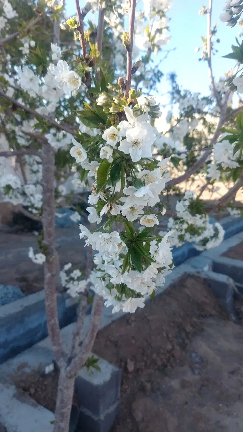 باغچه های ۵۰۰ متری با سند تک برگ