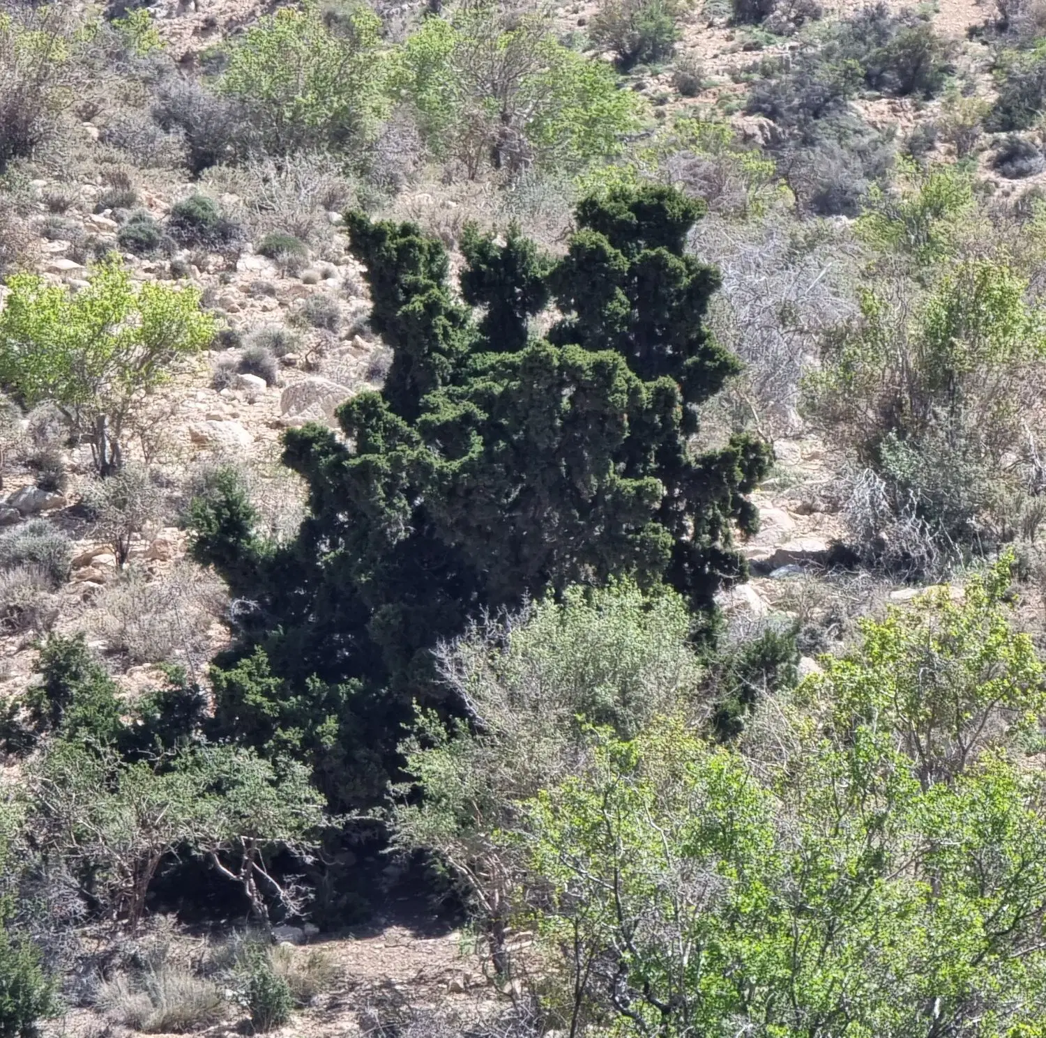 زمین سروستان