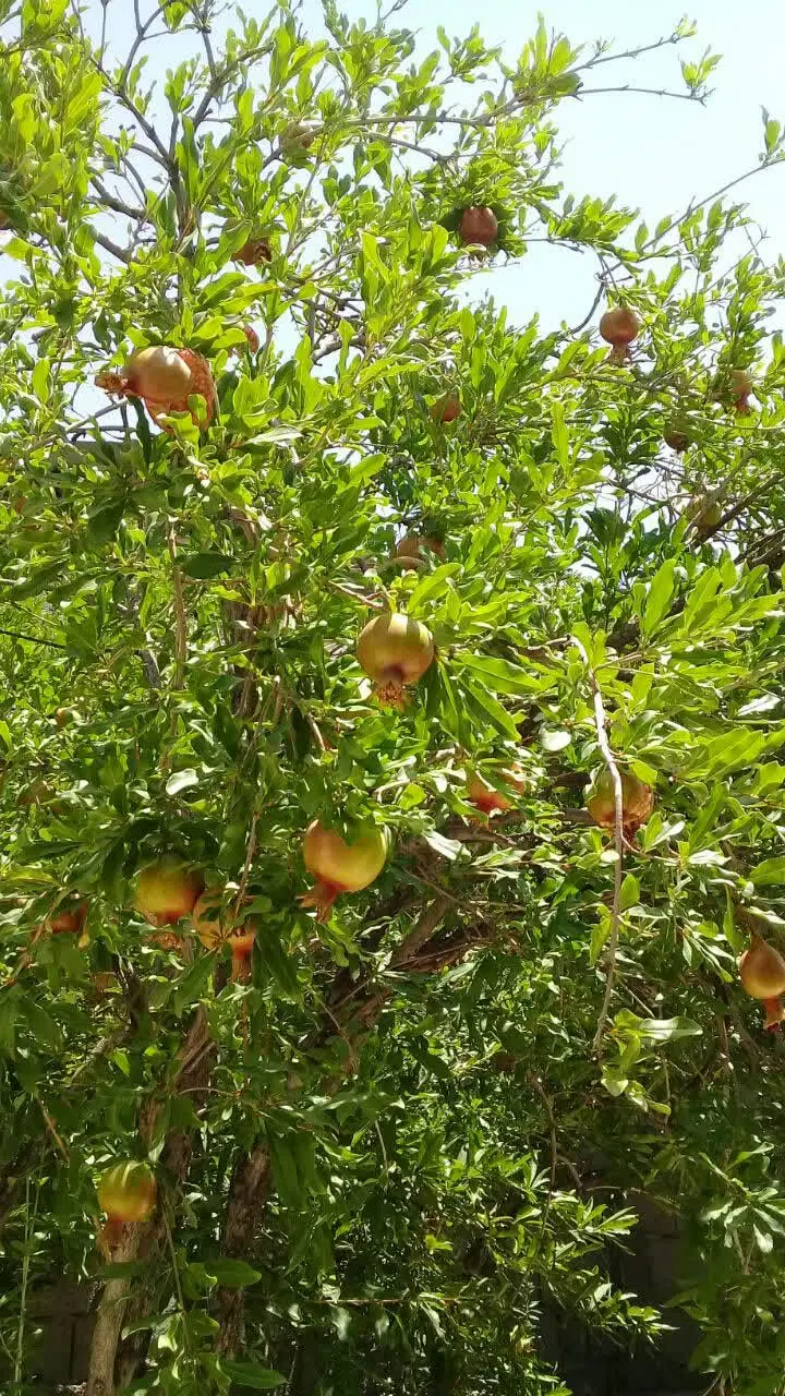 باغچه  با درختان بادام وانار وغیره