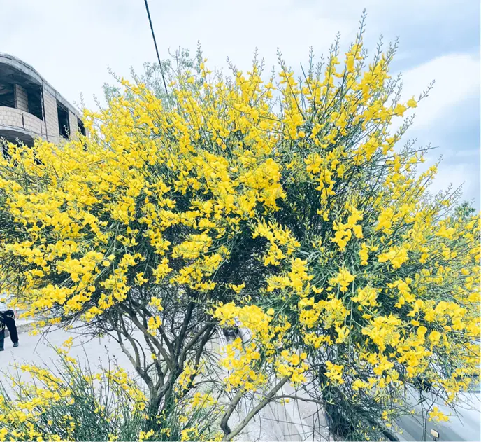 زمین و باغ کورانه اباذر اشنستان