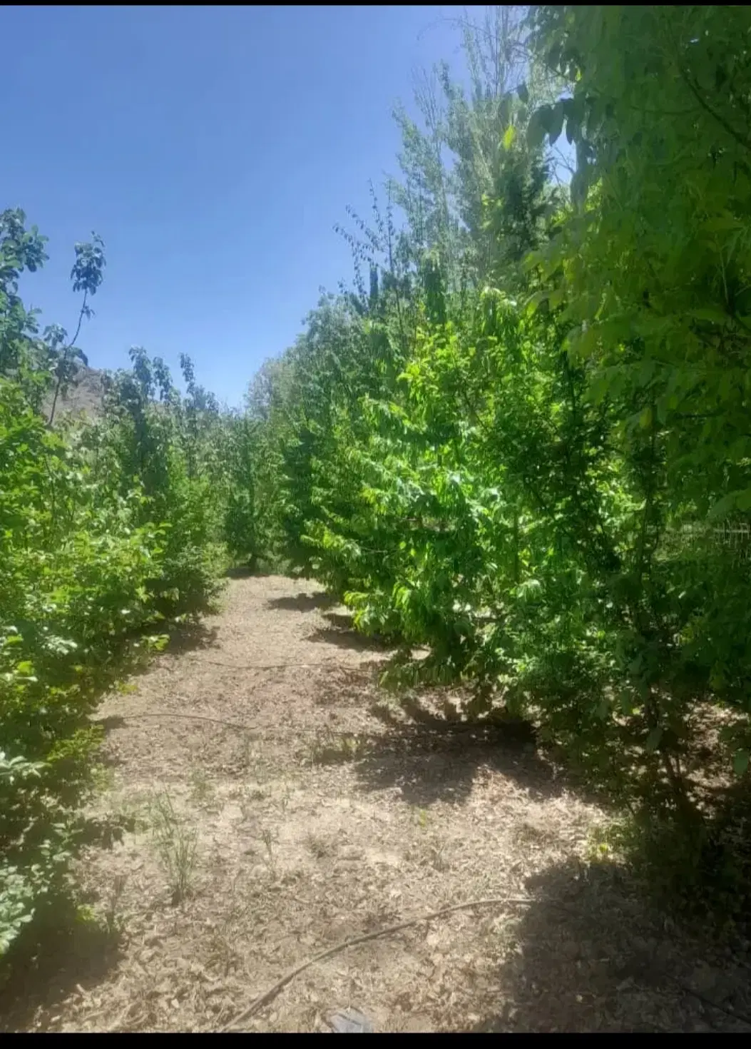 باغ میوه آجیلی دهکده تفریحی