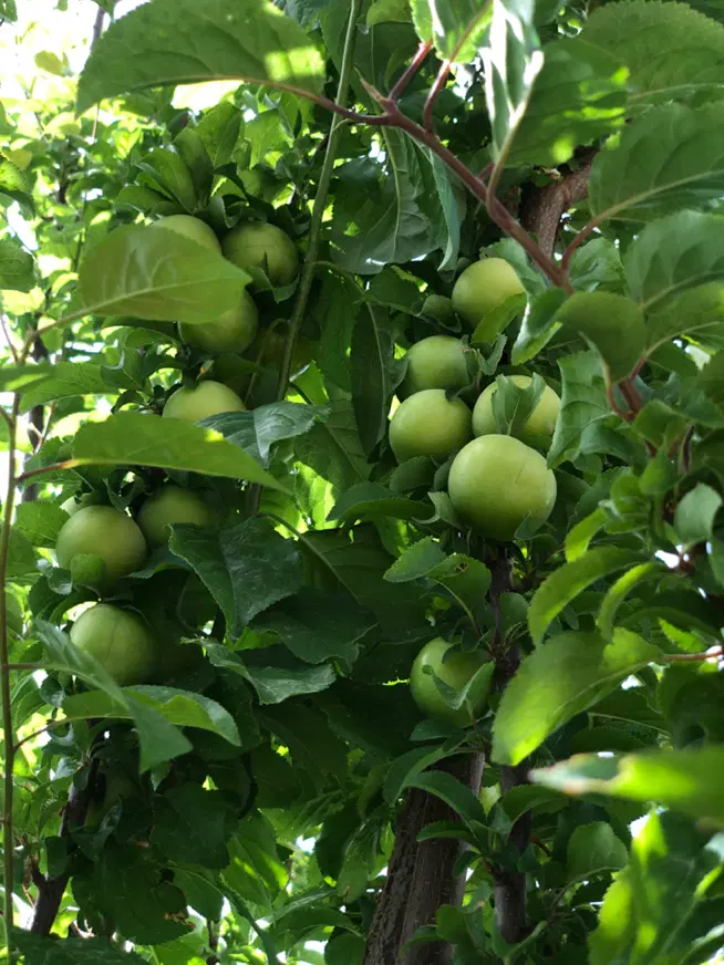 ملک با کاربری مسکونی وجوی آب دائمی درباغشهر جوپار