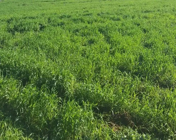 فروش قطعه زمین در آهی دشت