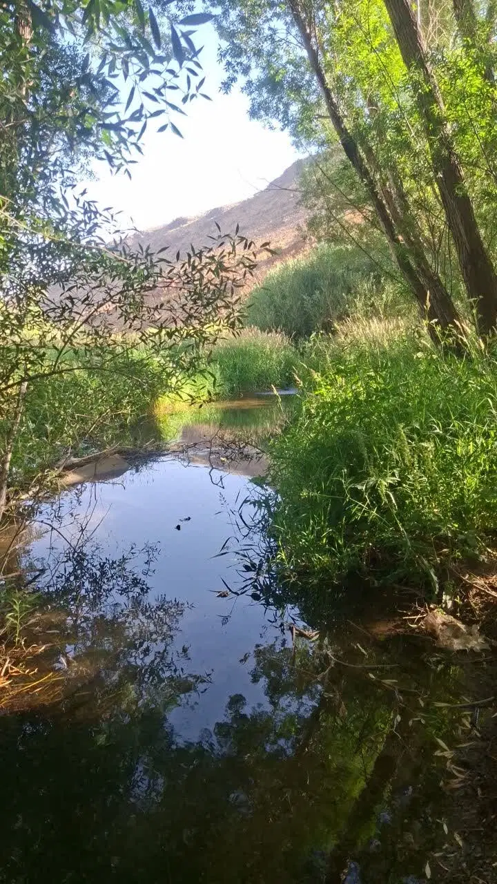 باغ تفکیکی