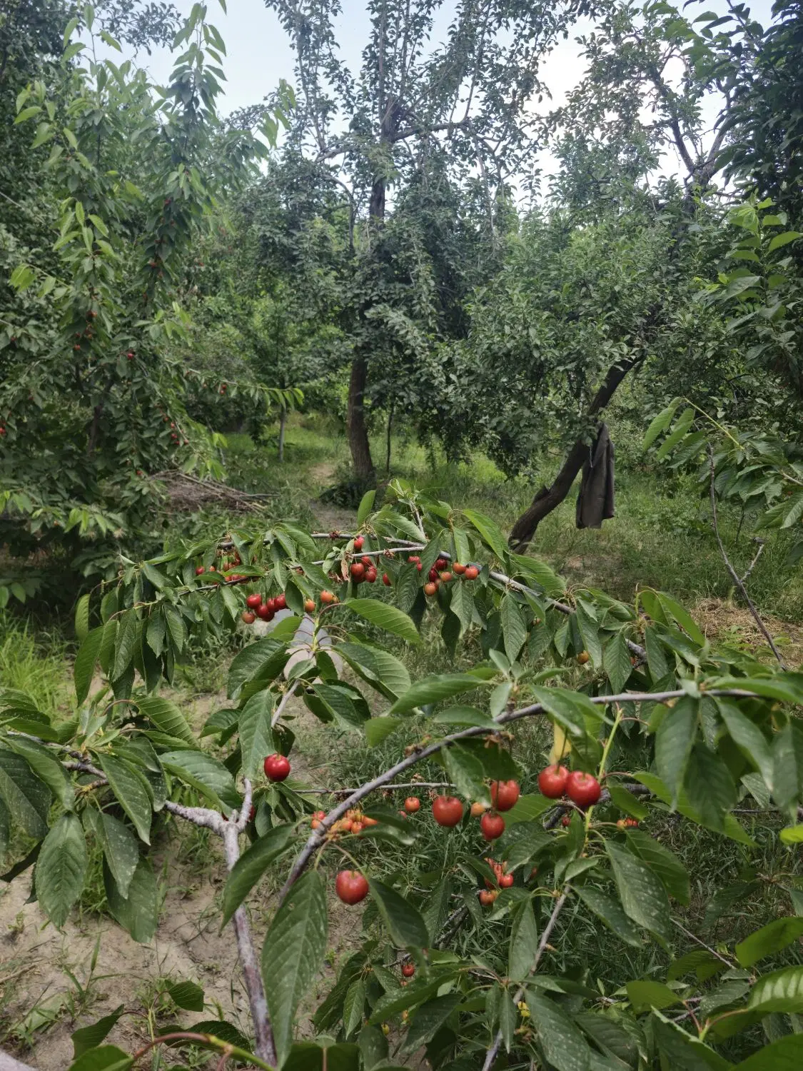 ویلا باغ روستا  دشت