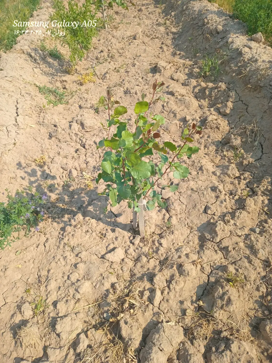 فروش۳۲۰۰ متر زمین در بارانلو