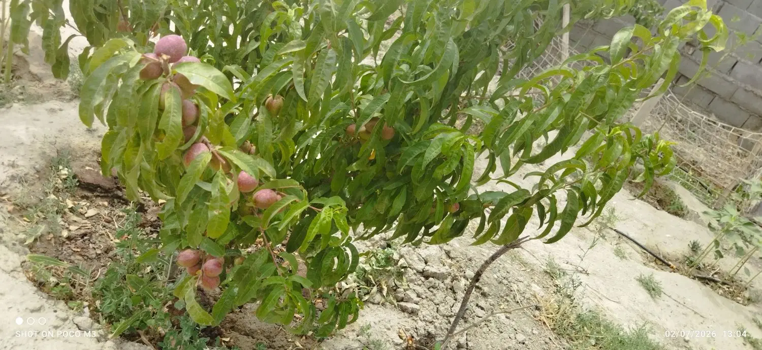 باغ  چناران ویلای نیمه سازفروشی