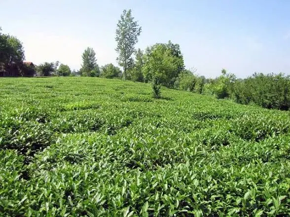 باغ چایی