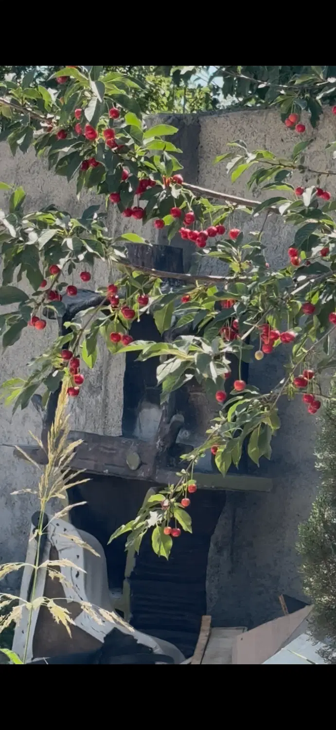 فروش باغ ۶۰۰متر