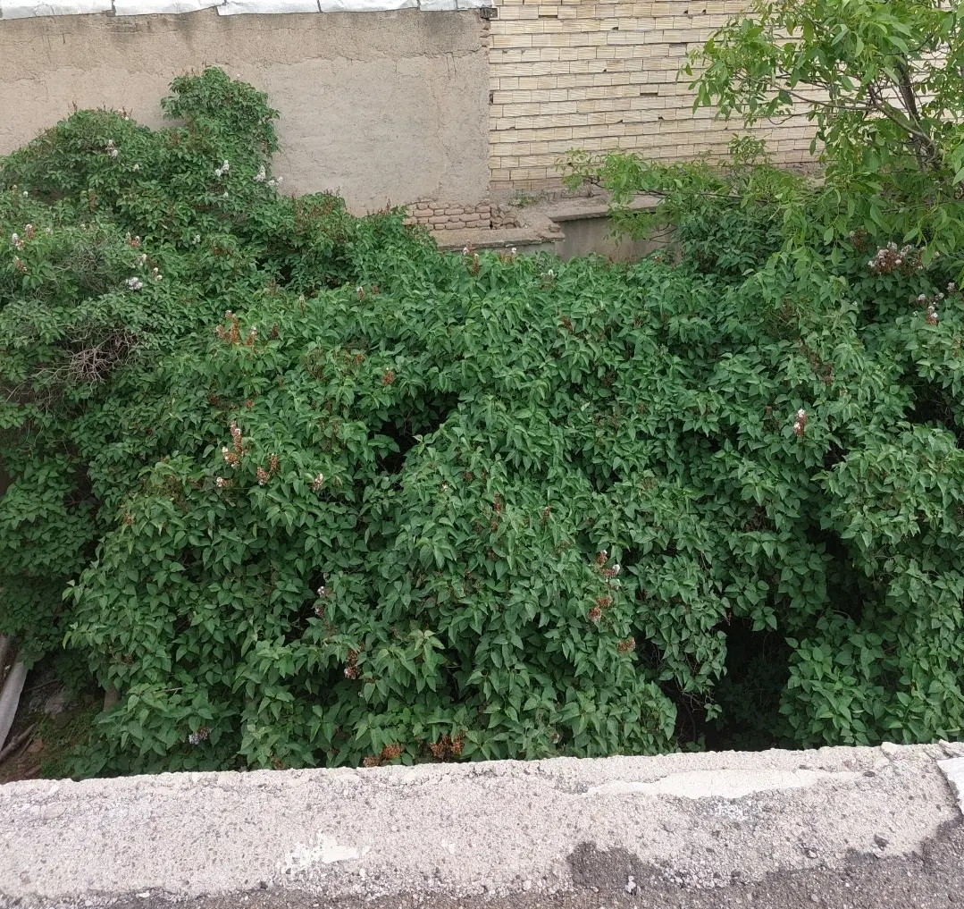 ۲۴۰ متر خانه کلنگی محله خیرال صد متری خیابان