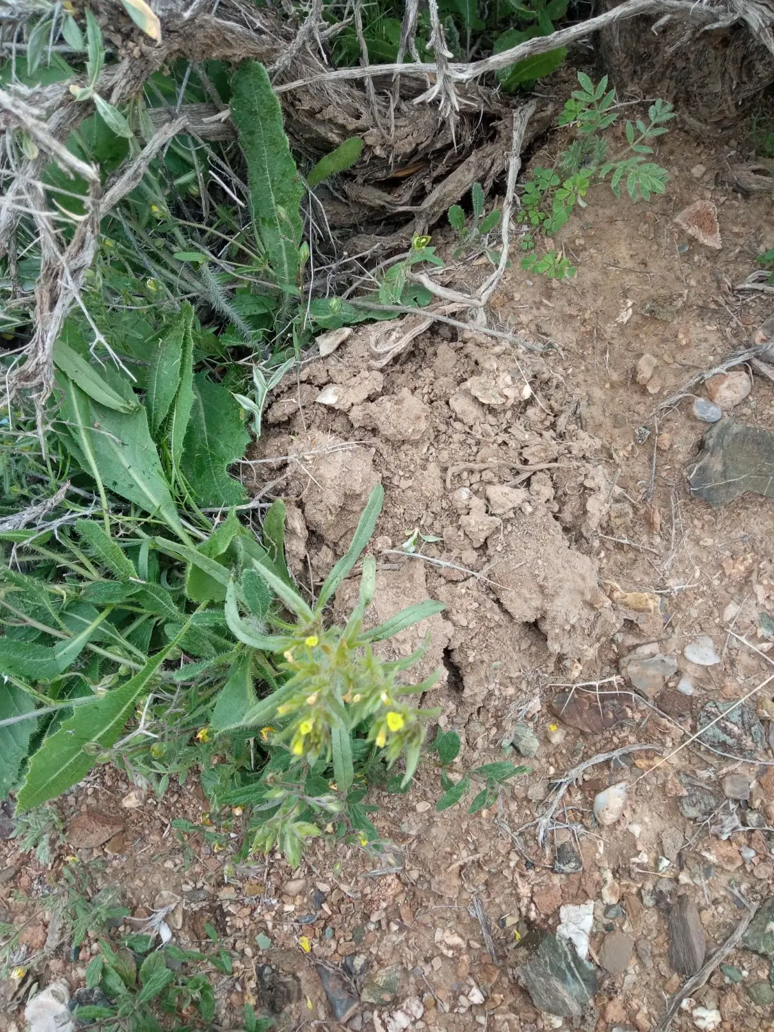 زمین مسکونی فروشی