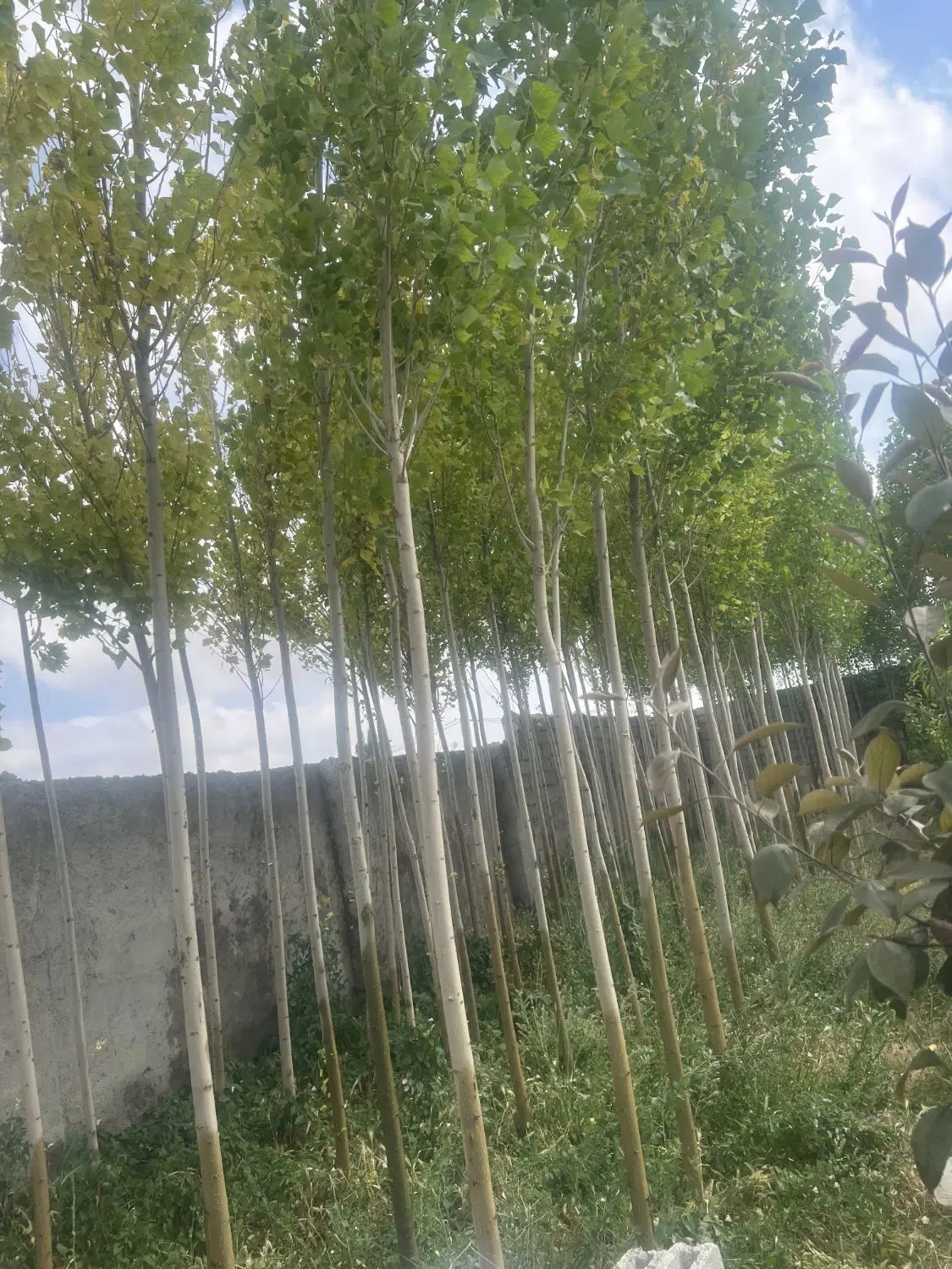 ۳۰۰متر باغ ویلا در گلمغان