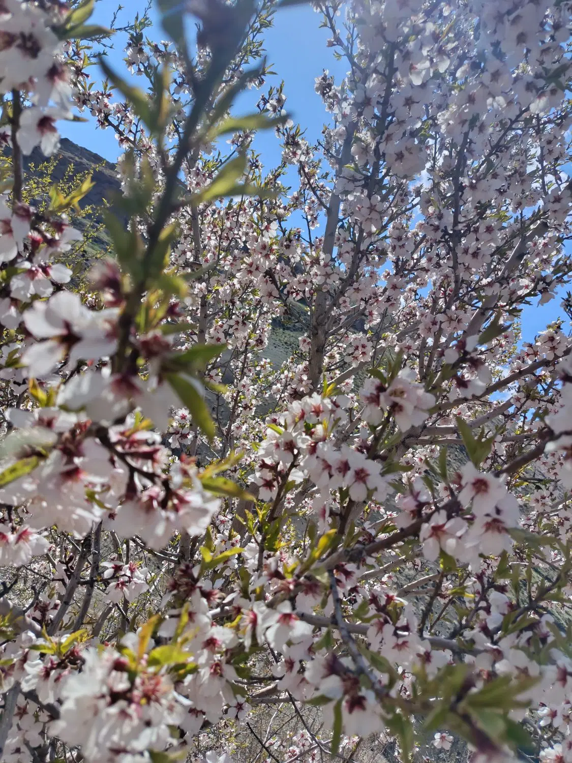 زمین کشاورزی