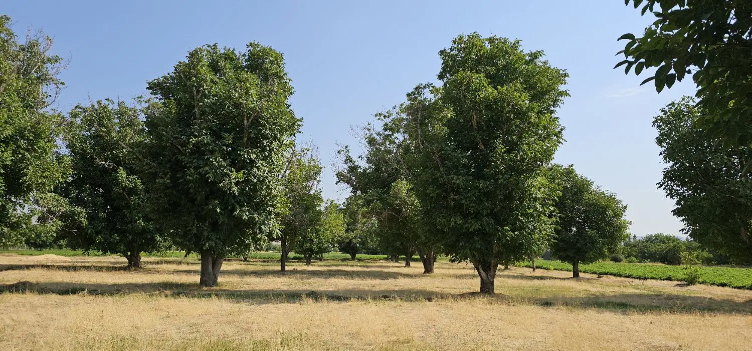 زمین تجاری بر کانال کورانه