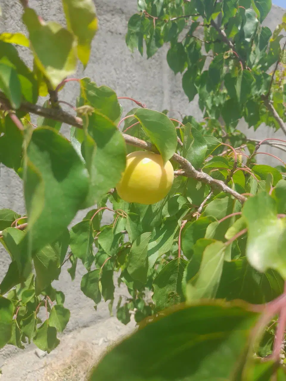 باغ انواع میوه باغچه دور دیوار