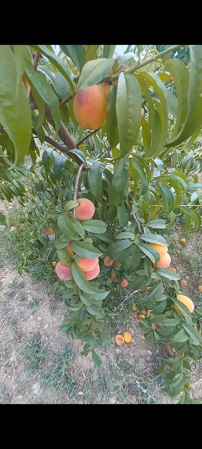 فروش زمین باغی