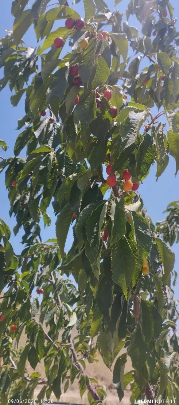 باغ در عقیل آباد