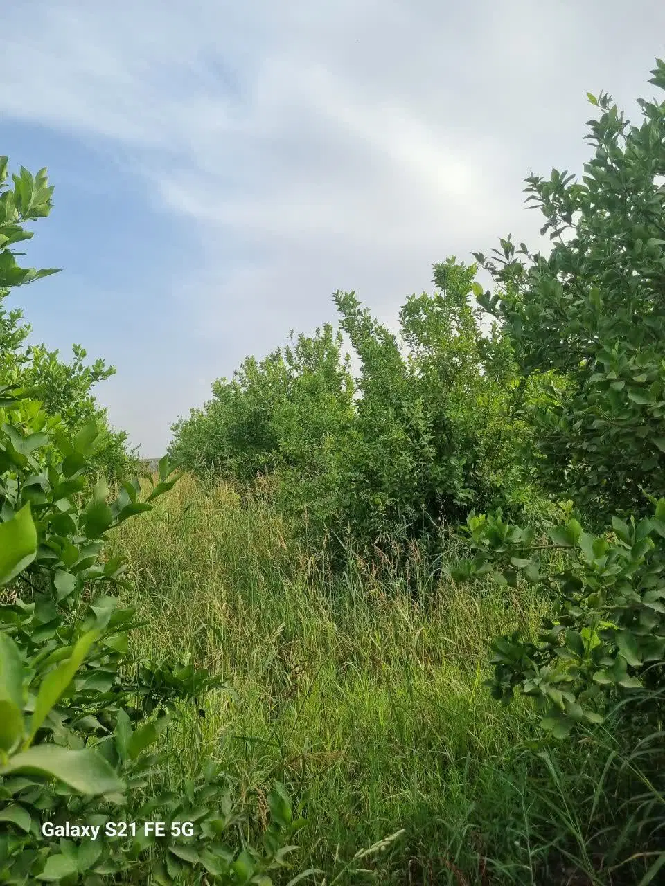 ۶هزار متر باغ زاویه‌