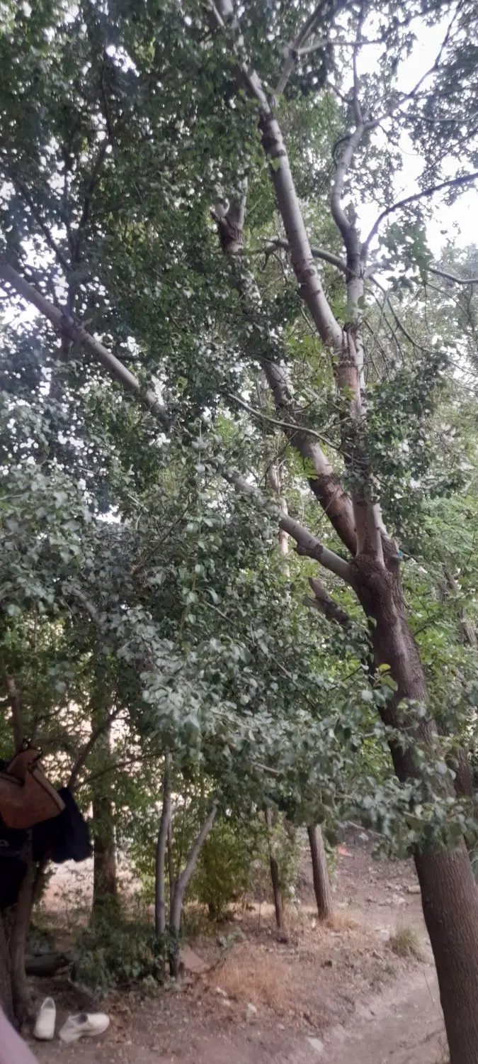 خونه اجاره ای _ خونه اجاره