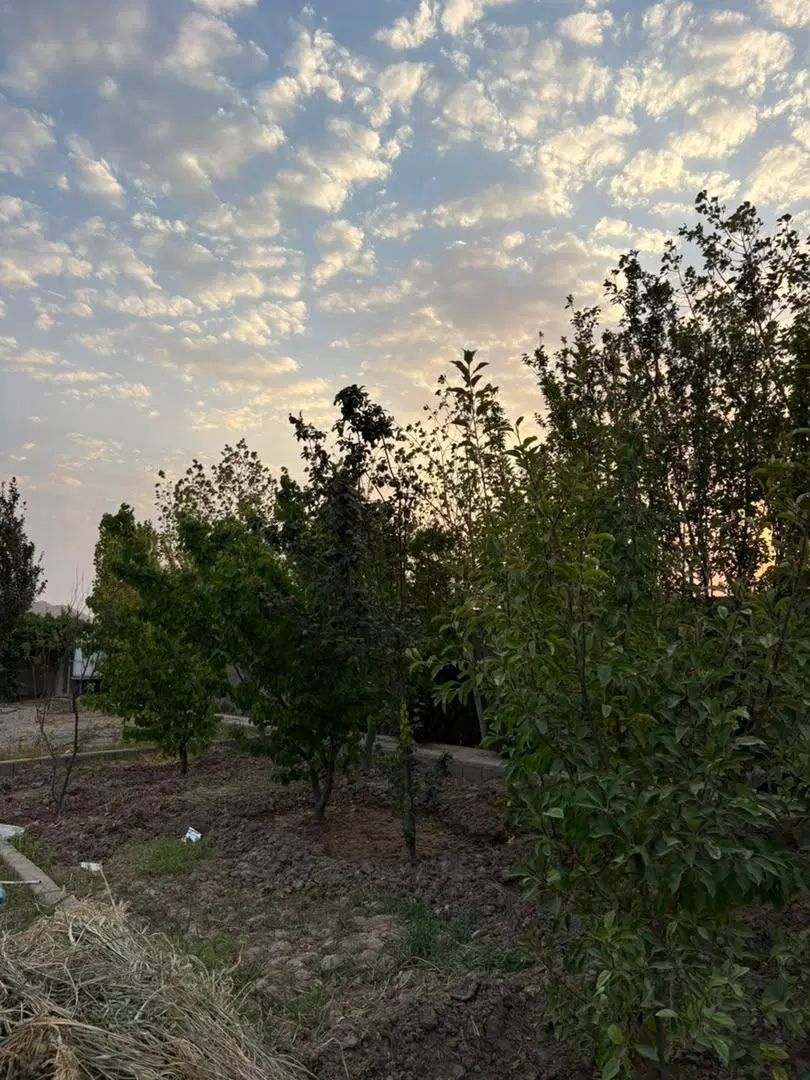 زمین