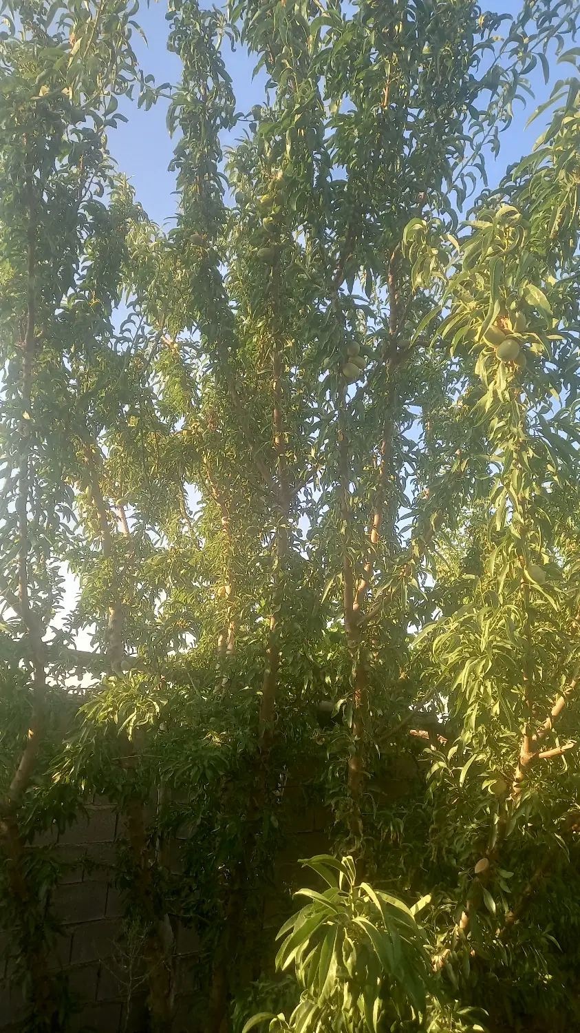 باغ شهری آب پرده