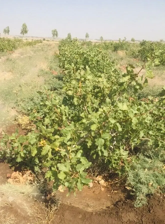 باغ پسته